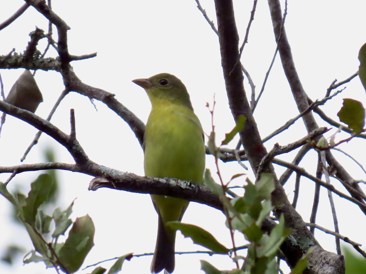 Summer Tanager - ML642893163