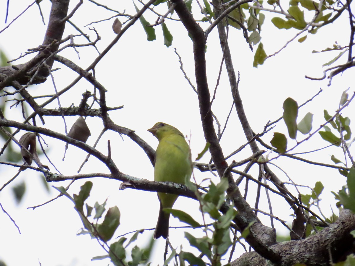 Summer Tanager - ML642893164