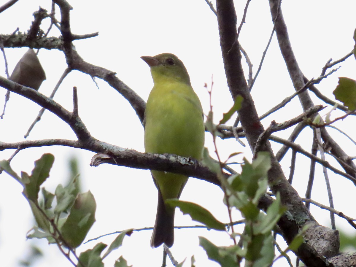 Summer Tanager - ML642893165