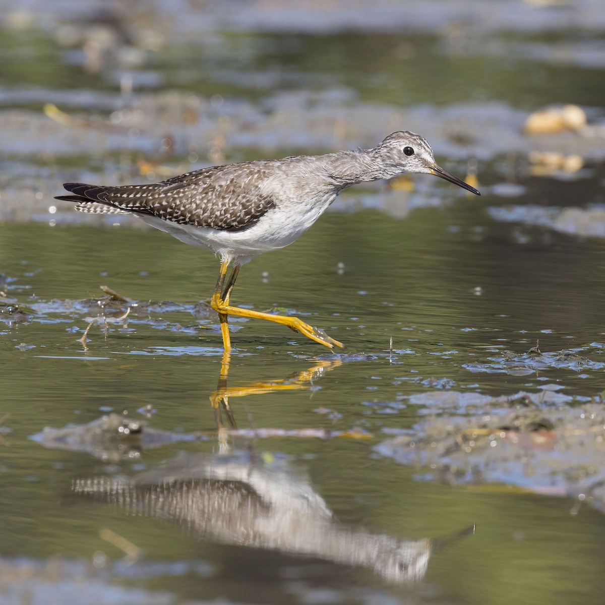 Lesser Yellowlegs - ML642893181
