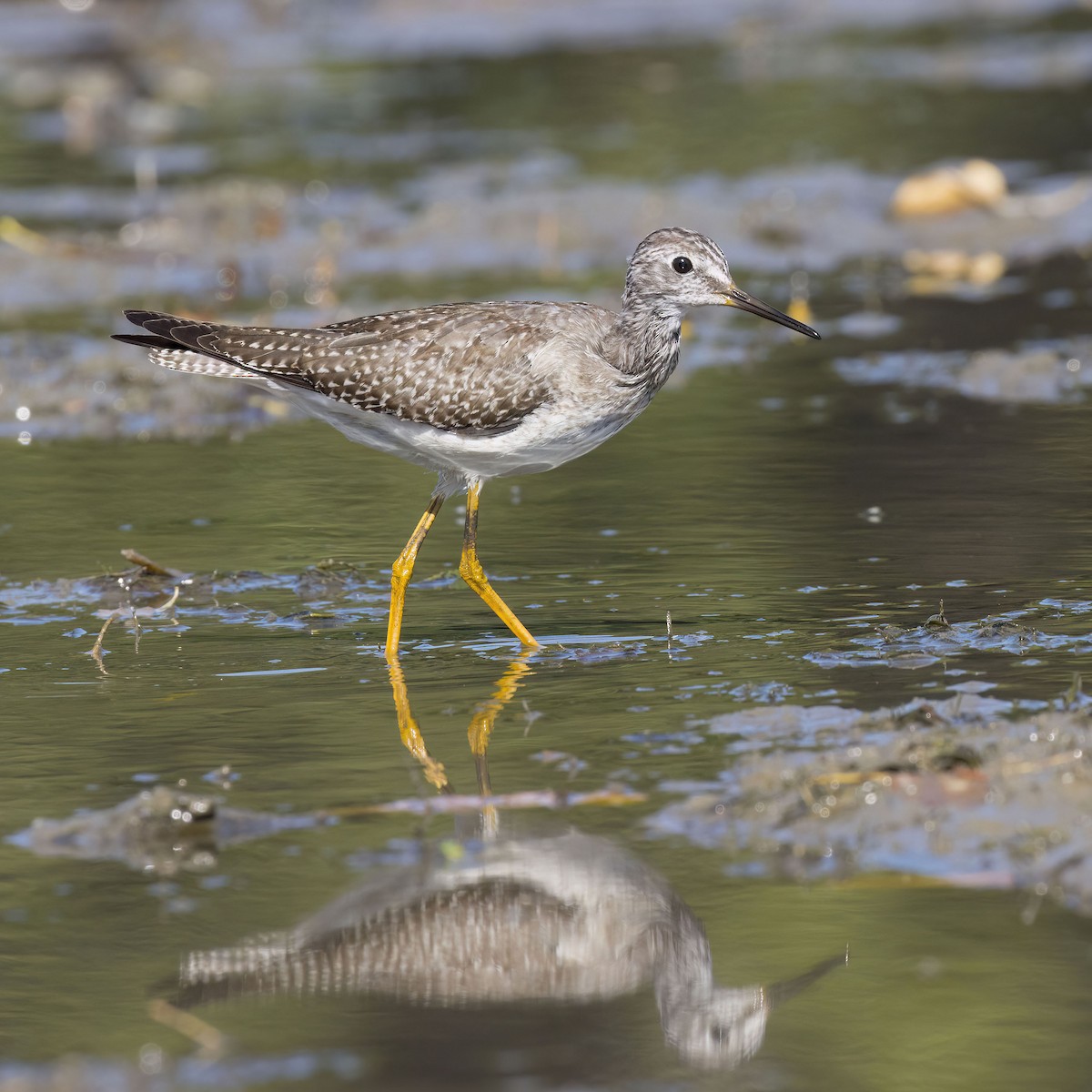 Lesser Yellowlegs - ML642893190
