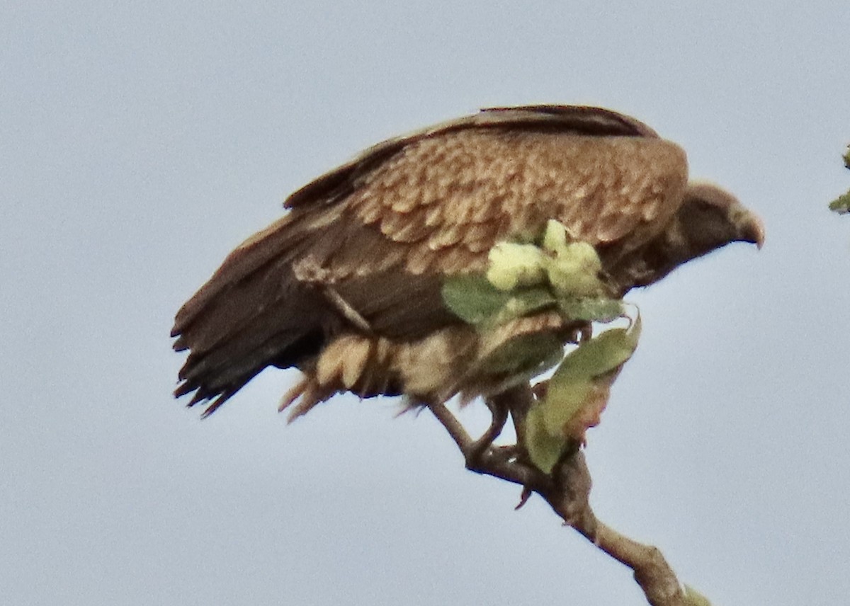 Indian Vulture - ML642893193