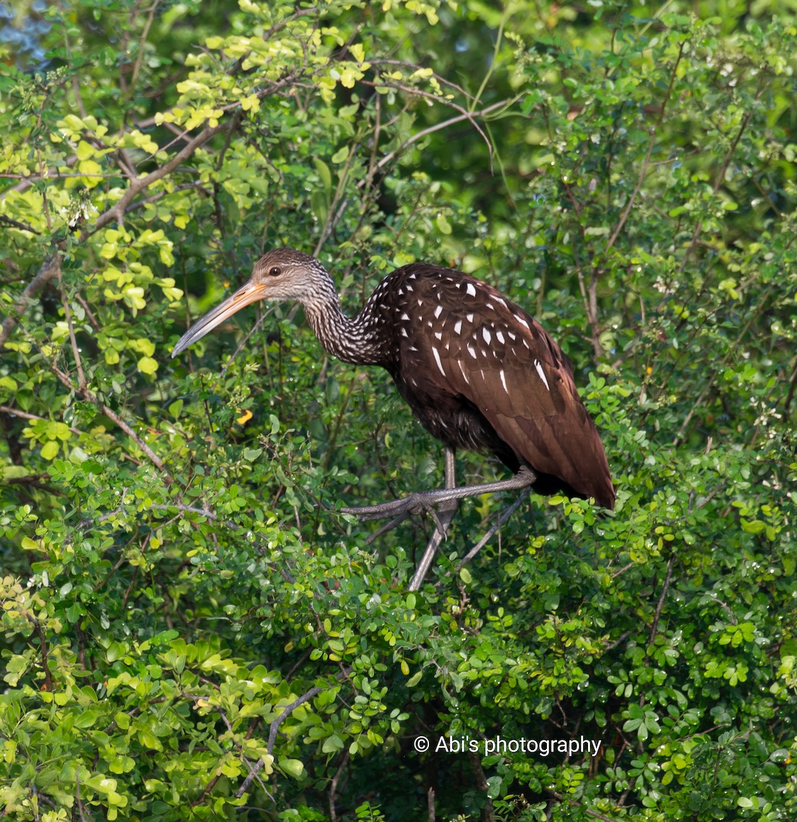 Limpkin - ML642893202