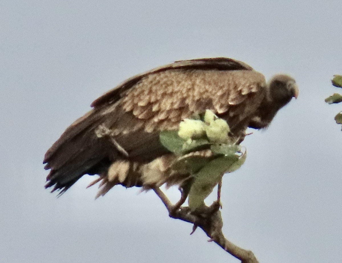 Indian Vulture - ML642893207