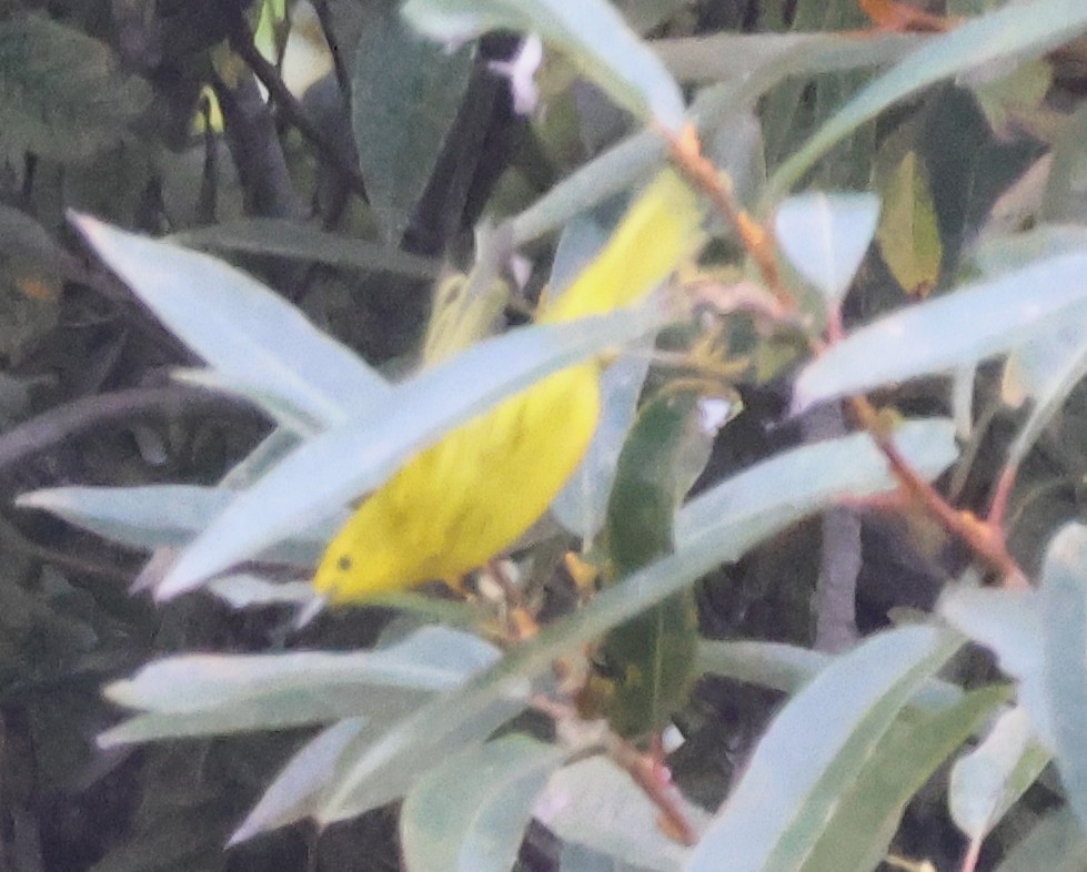 Yellow Warbler - ML642893210