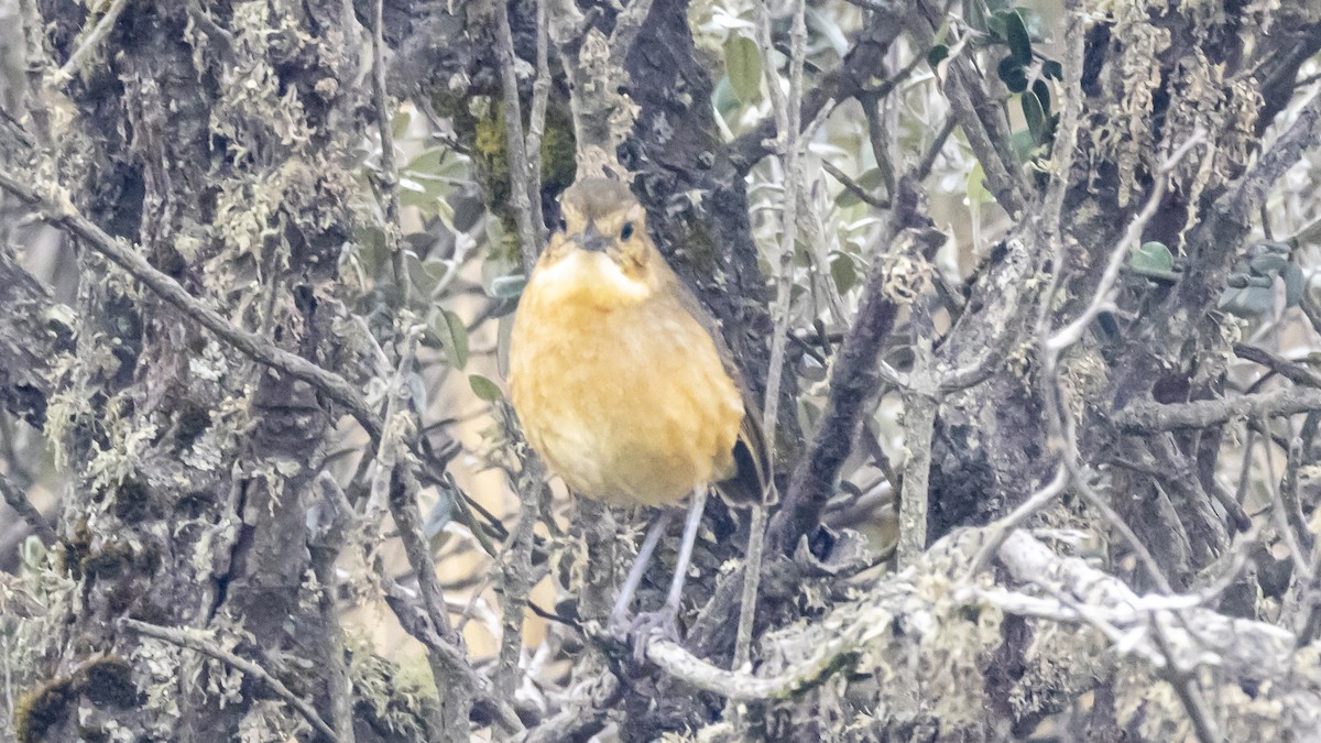 Tawny Antpitta - ML642893217