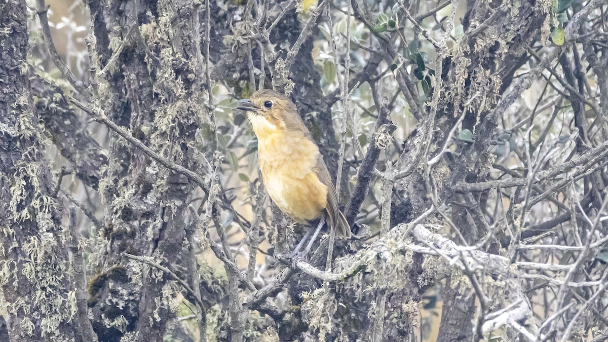 Tawny Antpitta - ML642893218