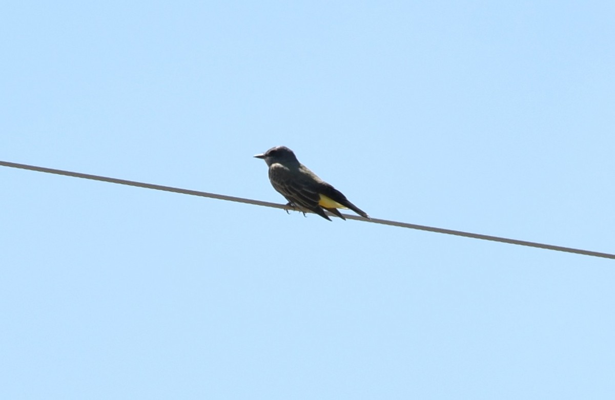 Cassin's Kingbird - ML642893260