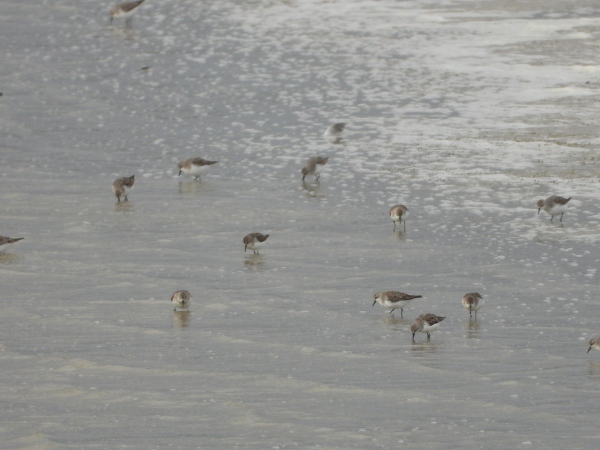 Red-necked Stint - ML642893279