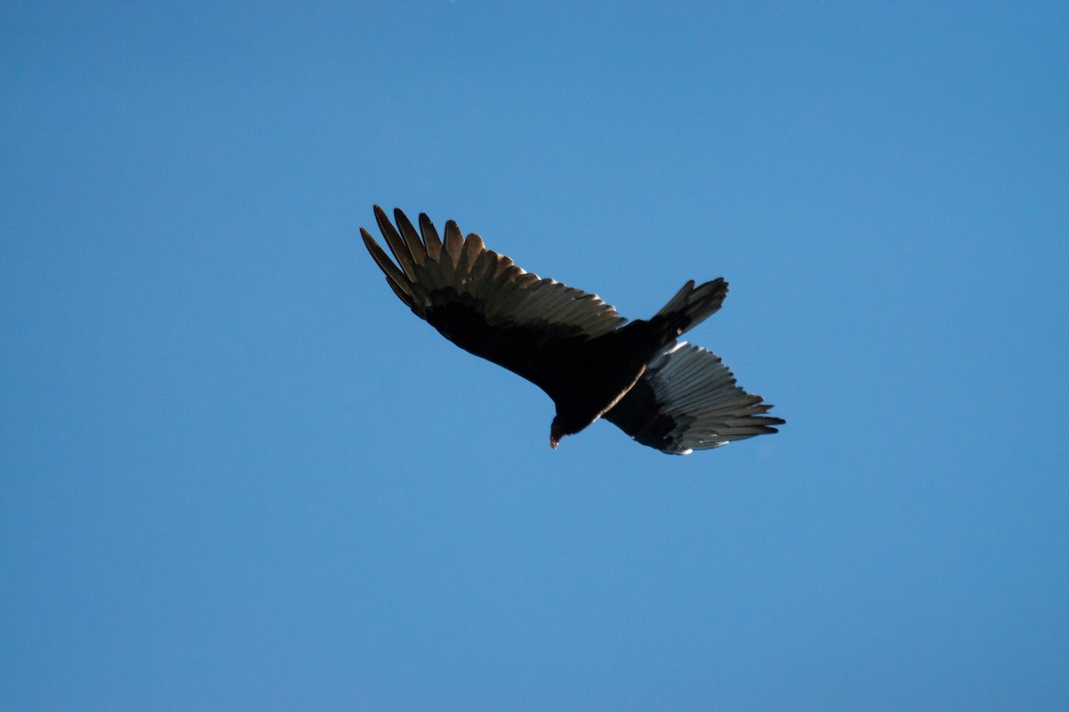 Turkey Vulture - ML642893284