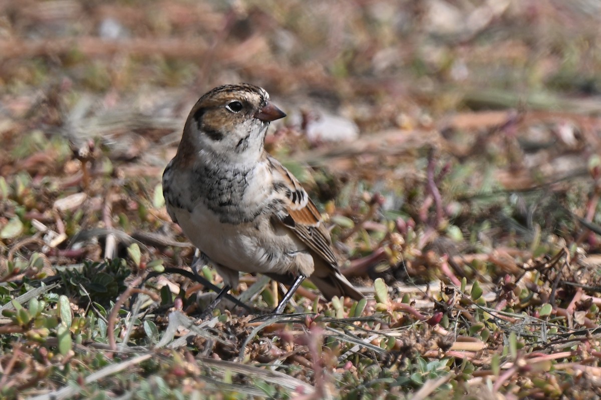 Lapland Longspur - ML642893304