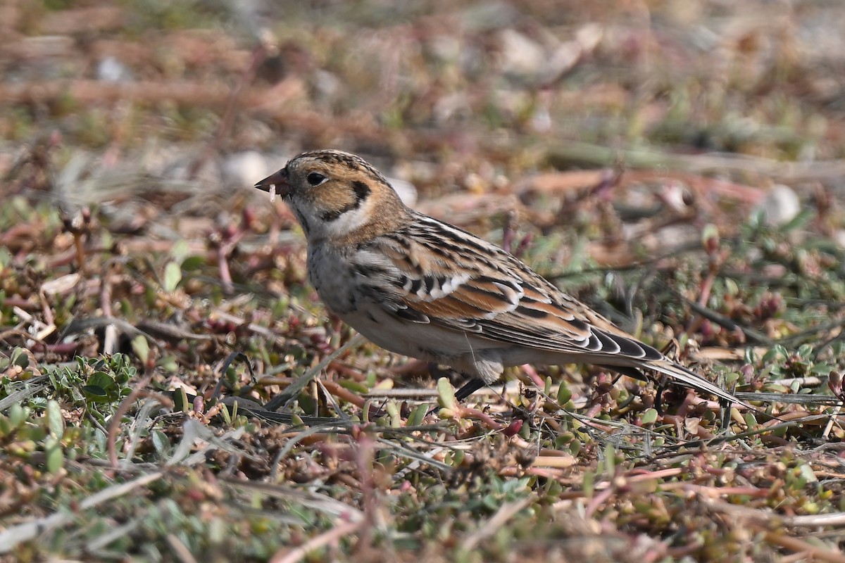 Lapland Longspur - ML642893305