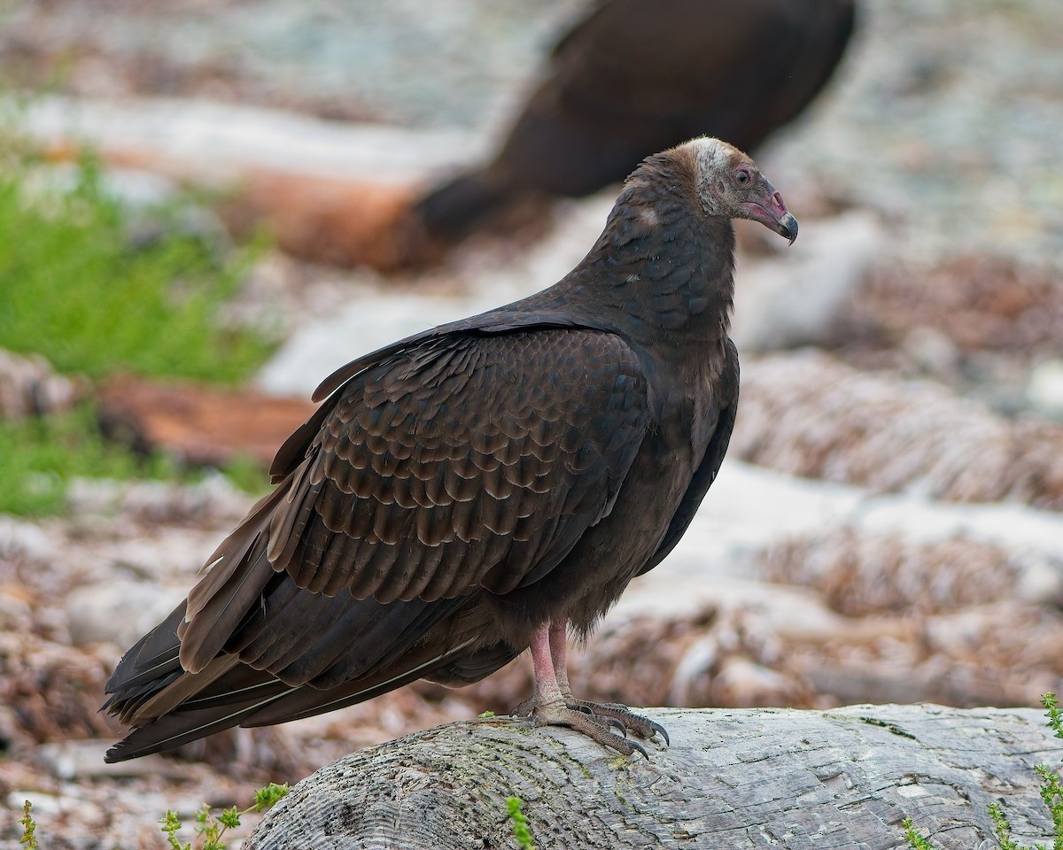 Turkey Vulture - ML642893316