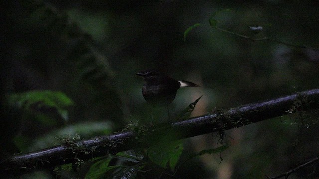 Buff-rumped Warbler - ML642893321