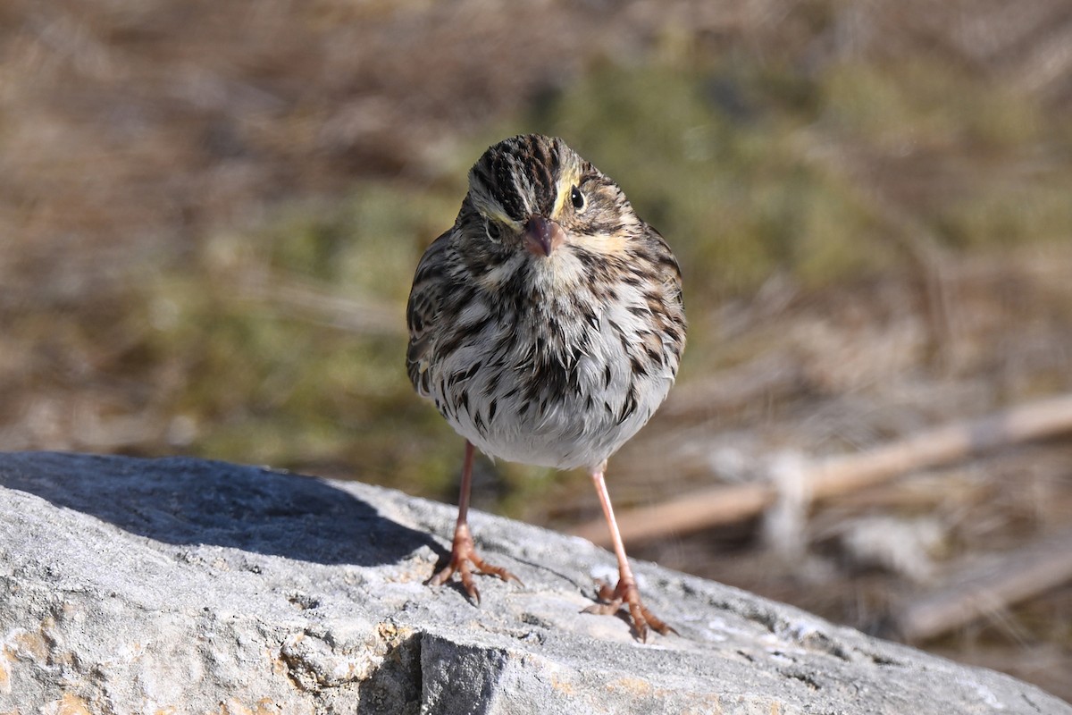 Savannah Sparrow - ML642893329