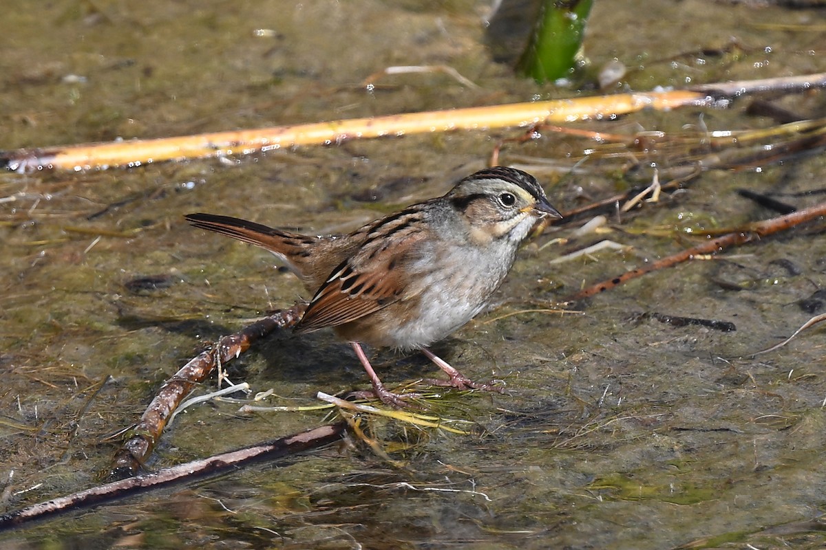Swamp Sparrow - ML642893338