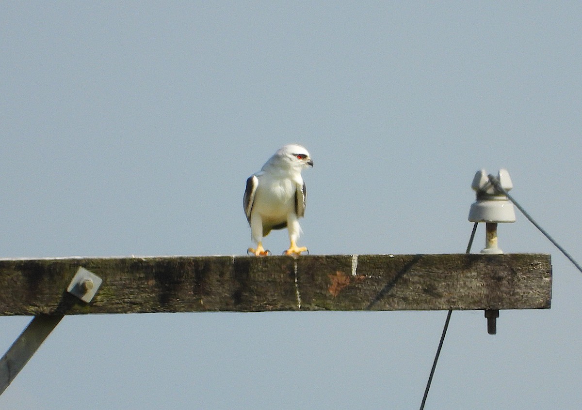 Black-shouldered Kite - ML642893350