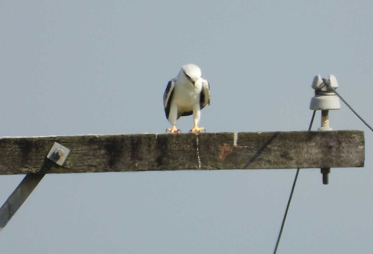 Black-shouldered Kite - ML642893351