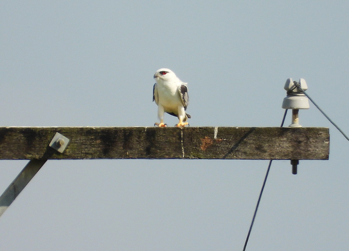Black-shouldered Kite - ML642893357