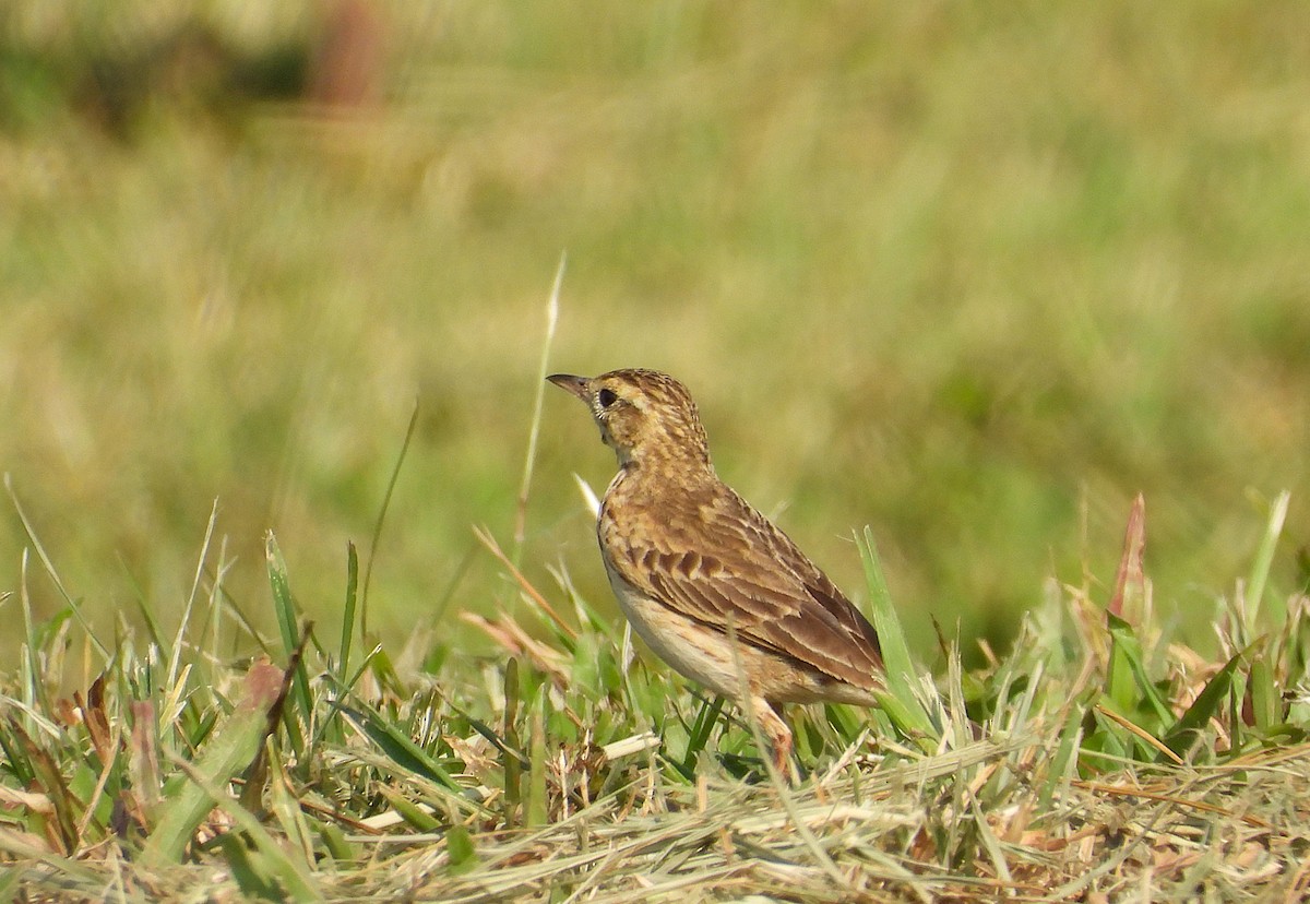 Australian Pipit - ML642893363