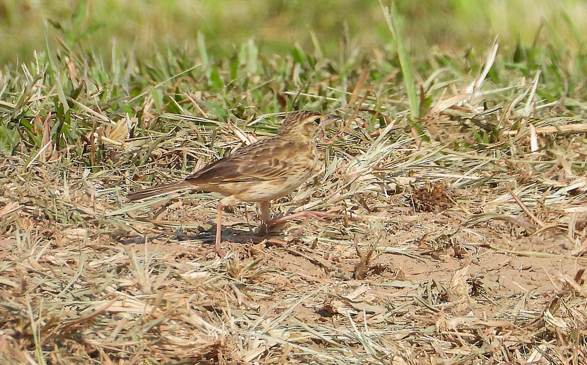 Australian Pipit - ML642893365