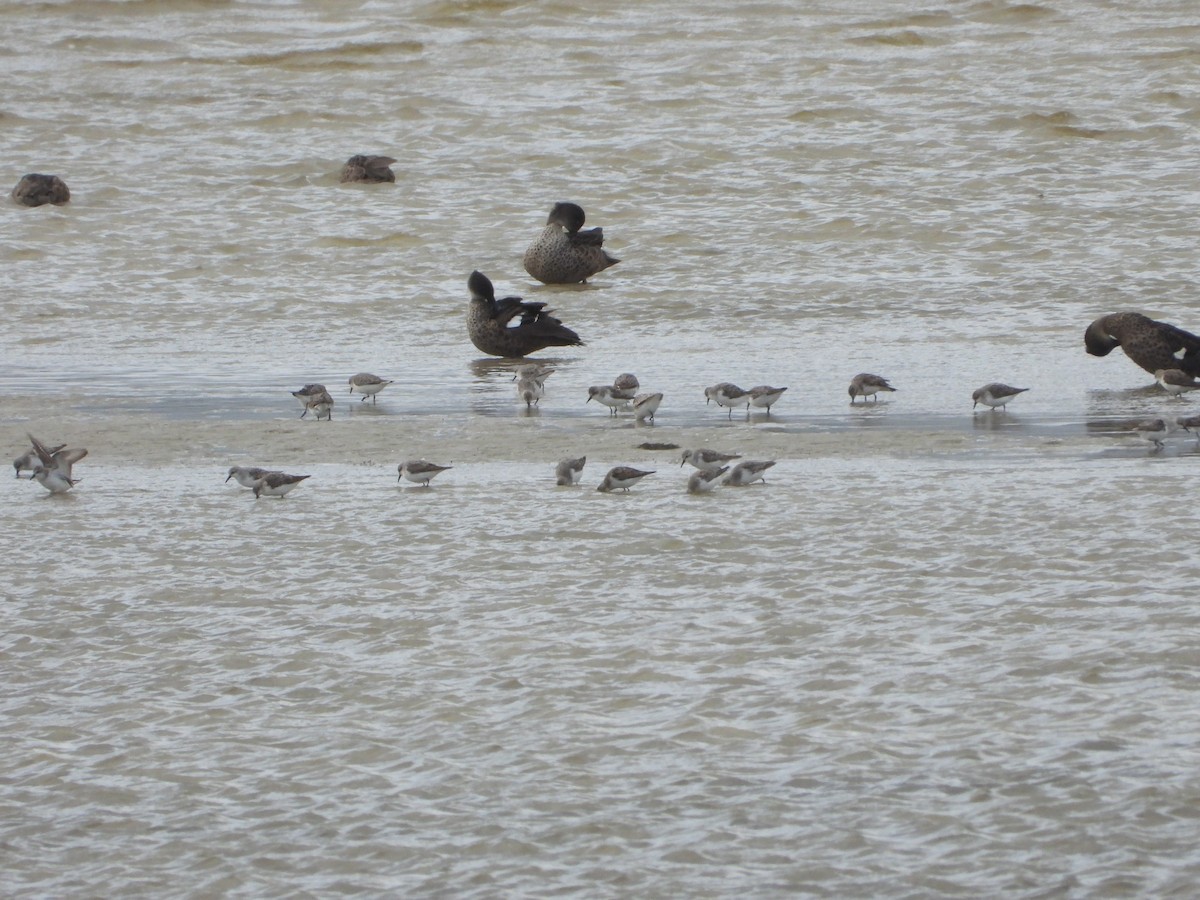 Red-necked Stint - ML642893374