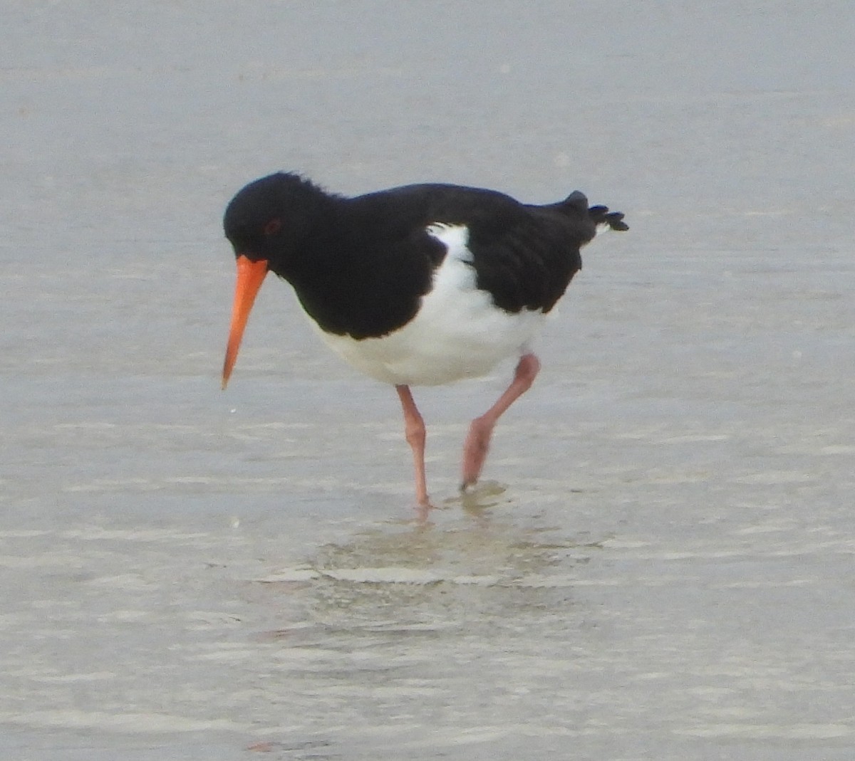 Huîtrier à long bec - ML642893435