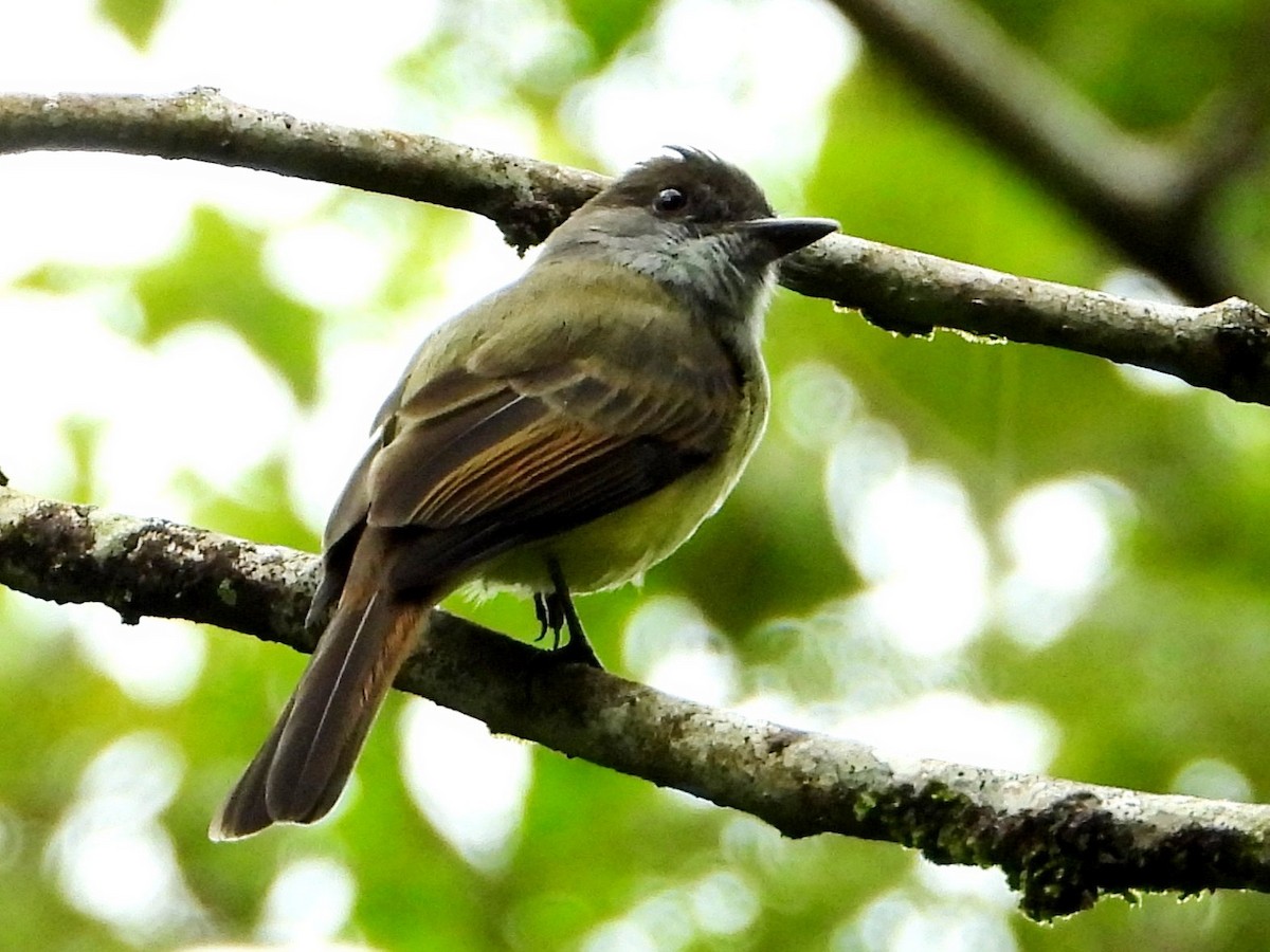 Dusky-capped Flycatcher - ML642893442