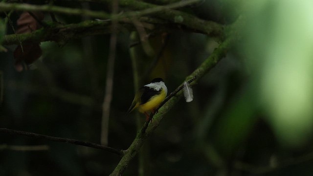 White-collared Manakin - ML642893449