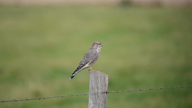 Merlin (Prairie) - ML642893450