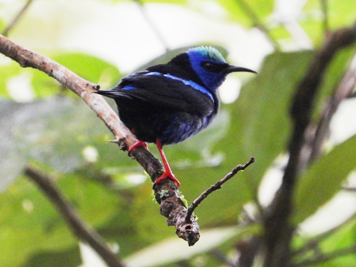 Red-legged Honeycreeper - ML642893454