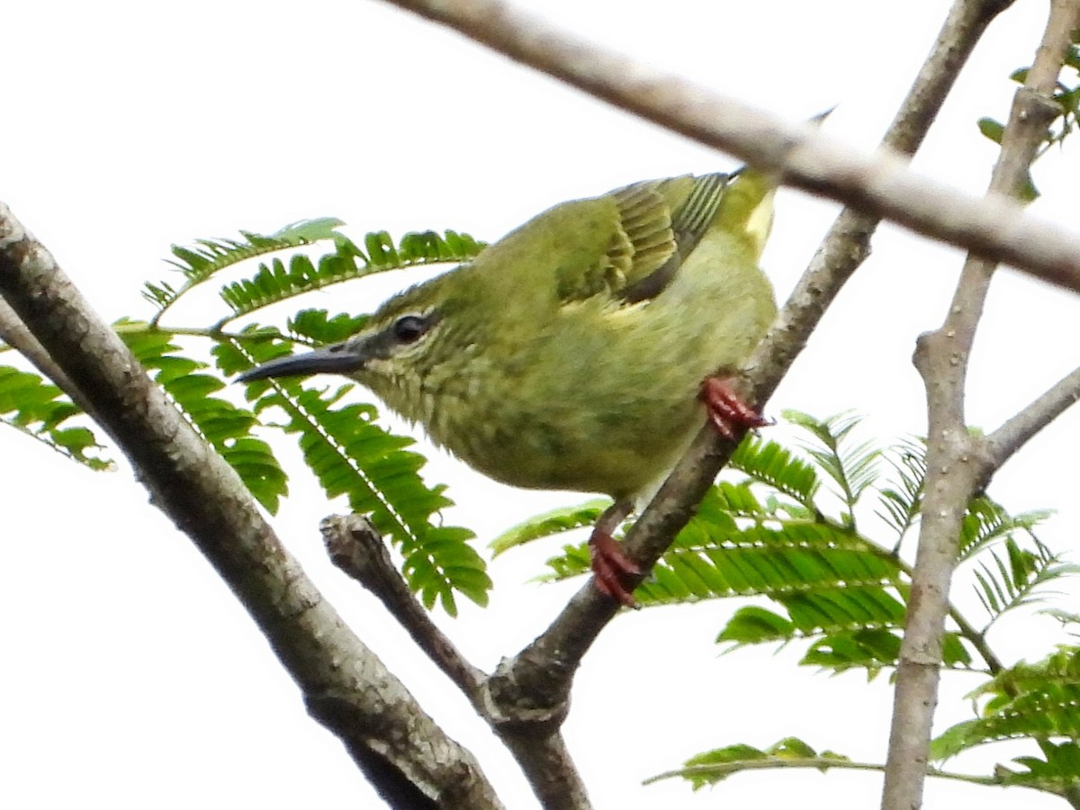Red-legged Honeycreeper - ML642893459