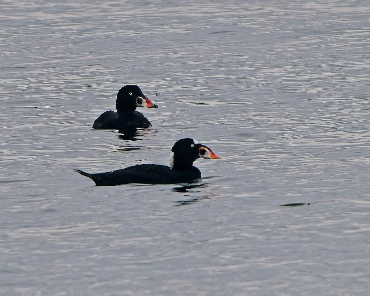 Surf Scoter - ML642893460