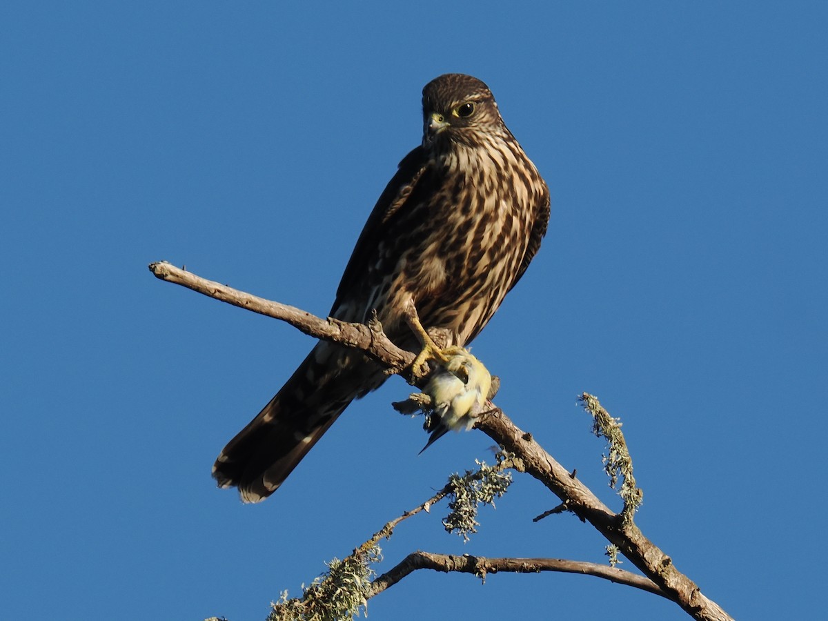 dřemlík tundrový - ML642893466