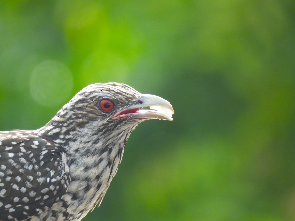 Asian Koel - ML642893469