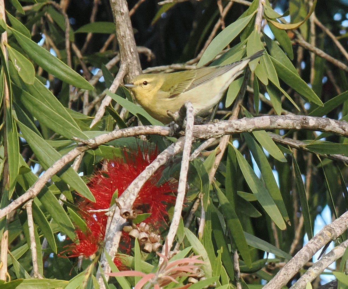 lesňáček olivový - ML642893470