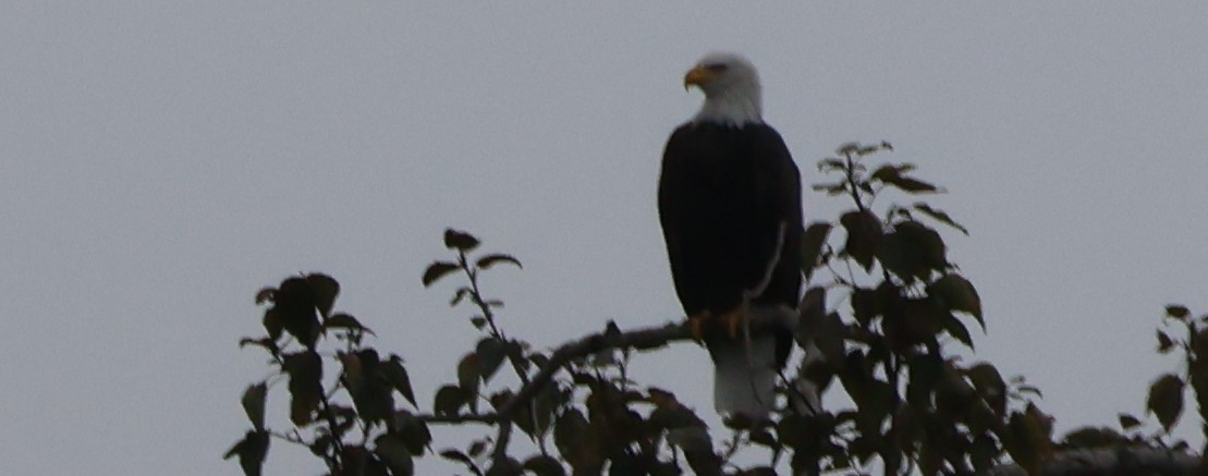 Bald Eagle - ML642893476