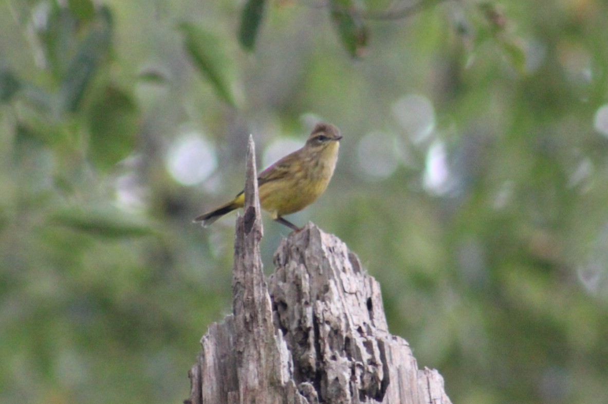 Palm Warbler - ML642893477