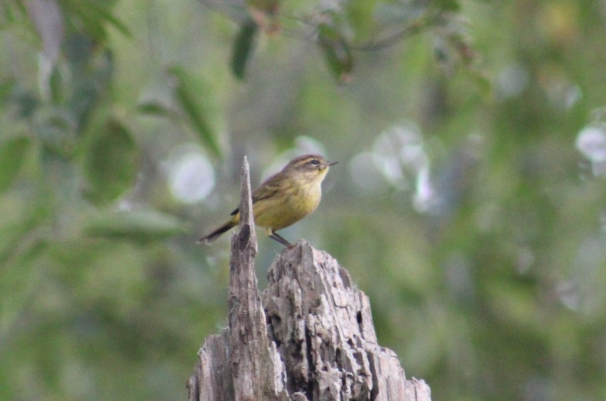 Palm Warbler - ML642893478