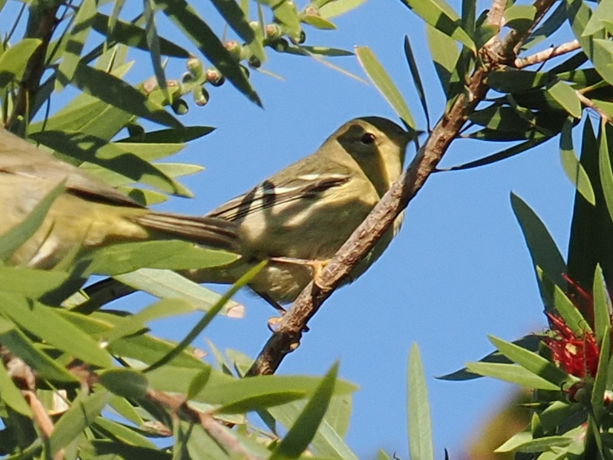 lesňáček černohlavý - ML642893481