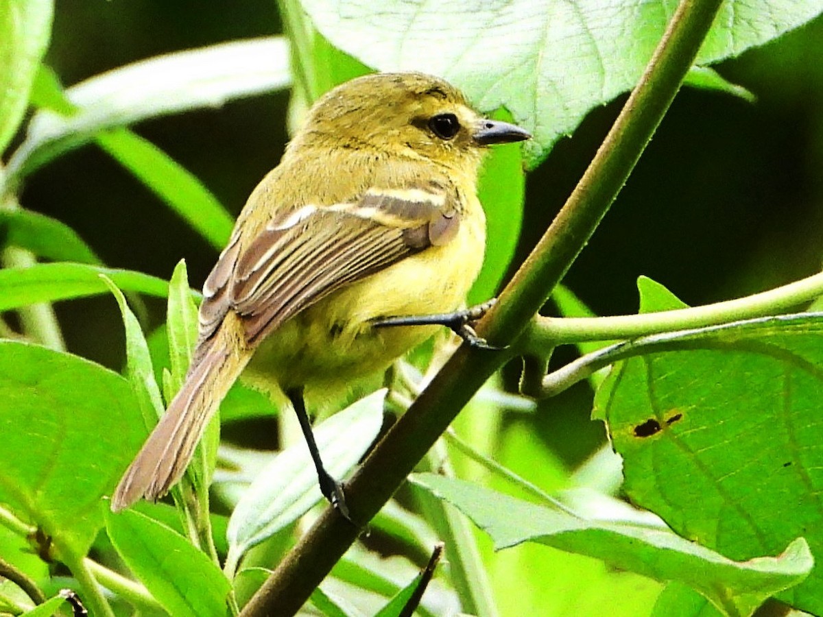 Yellow Tyrannulet - ML642893486