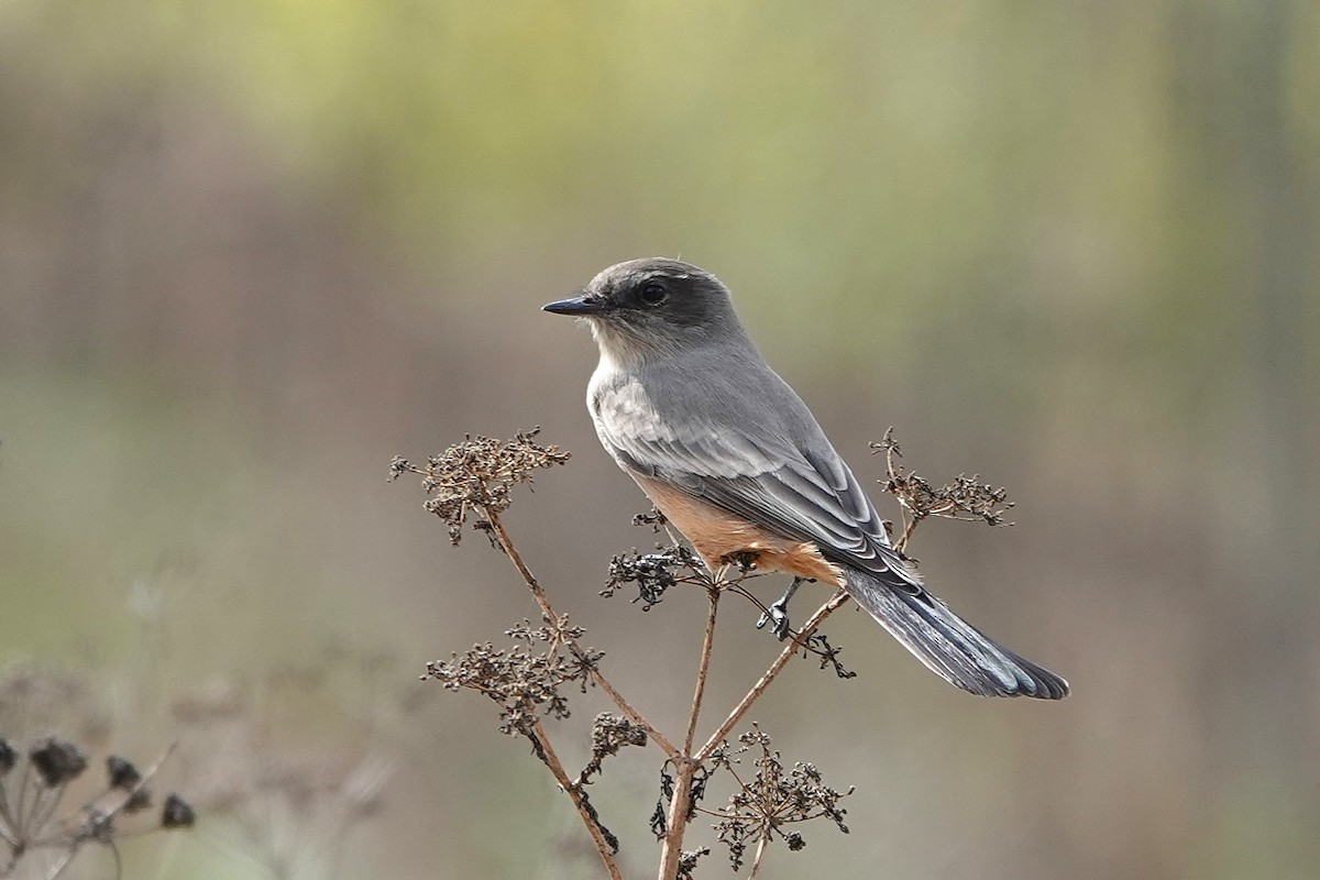Say's Phoebe - ML642893488