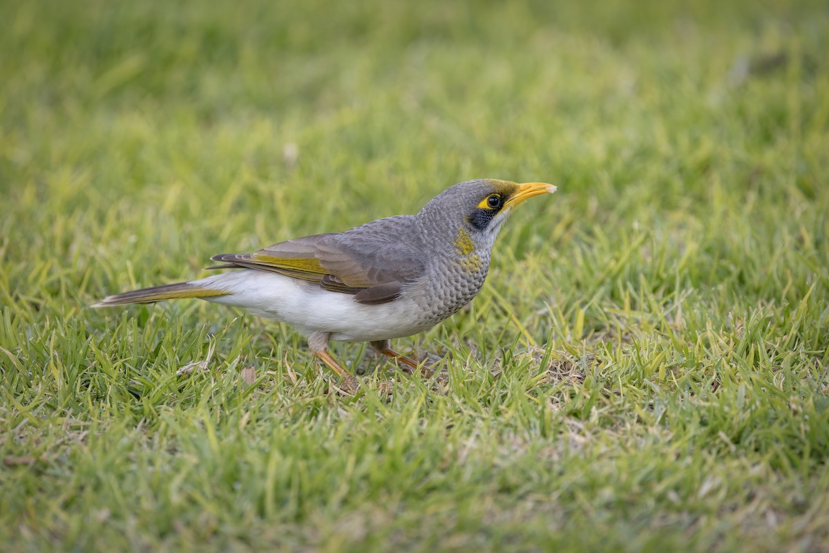 Yellow-throated Miner - ML642893489