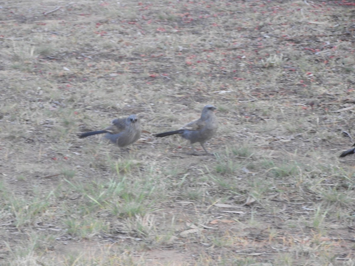 Apostlebird - ML642893494