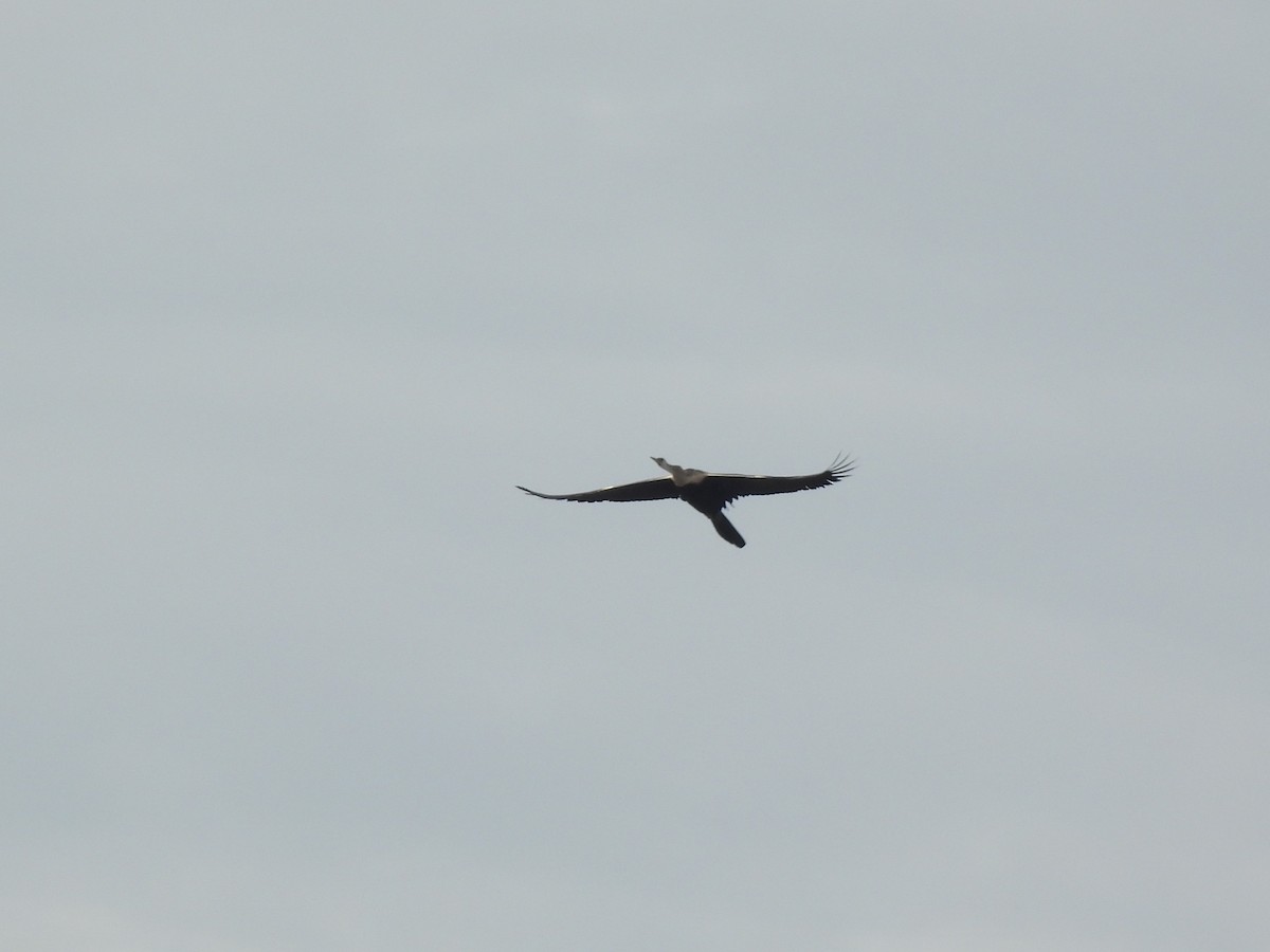 Oriental Darter - ML642893503