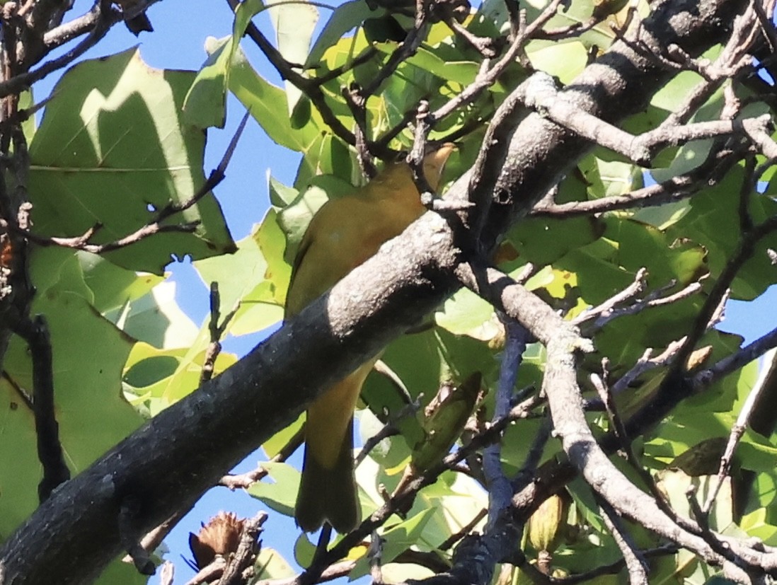 Summer Tanager - ML642893519