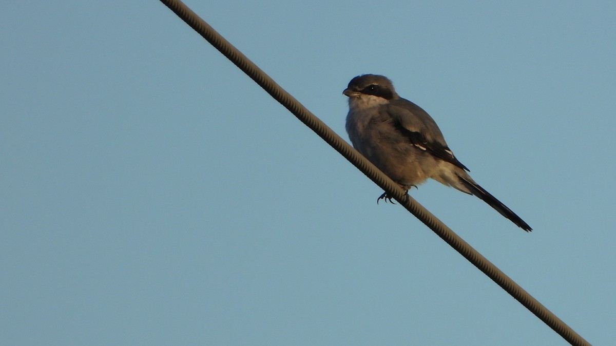 Iberian Gray Shrike - ML642893520