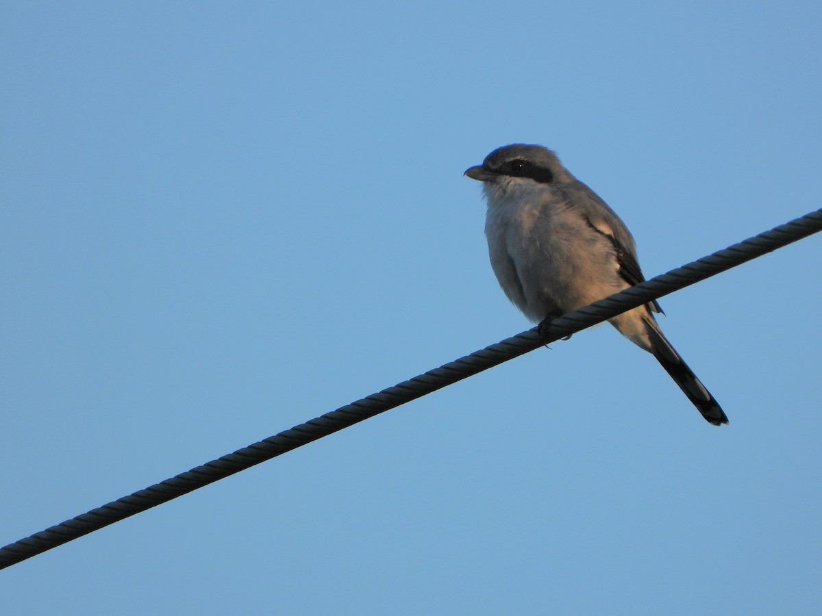 Iberian Gray Shrike - ML642893521