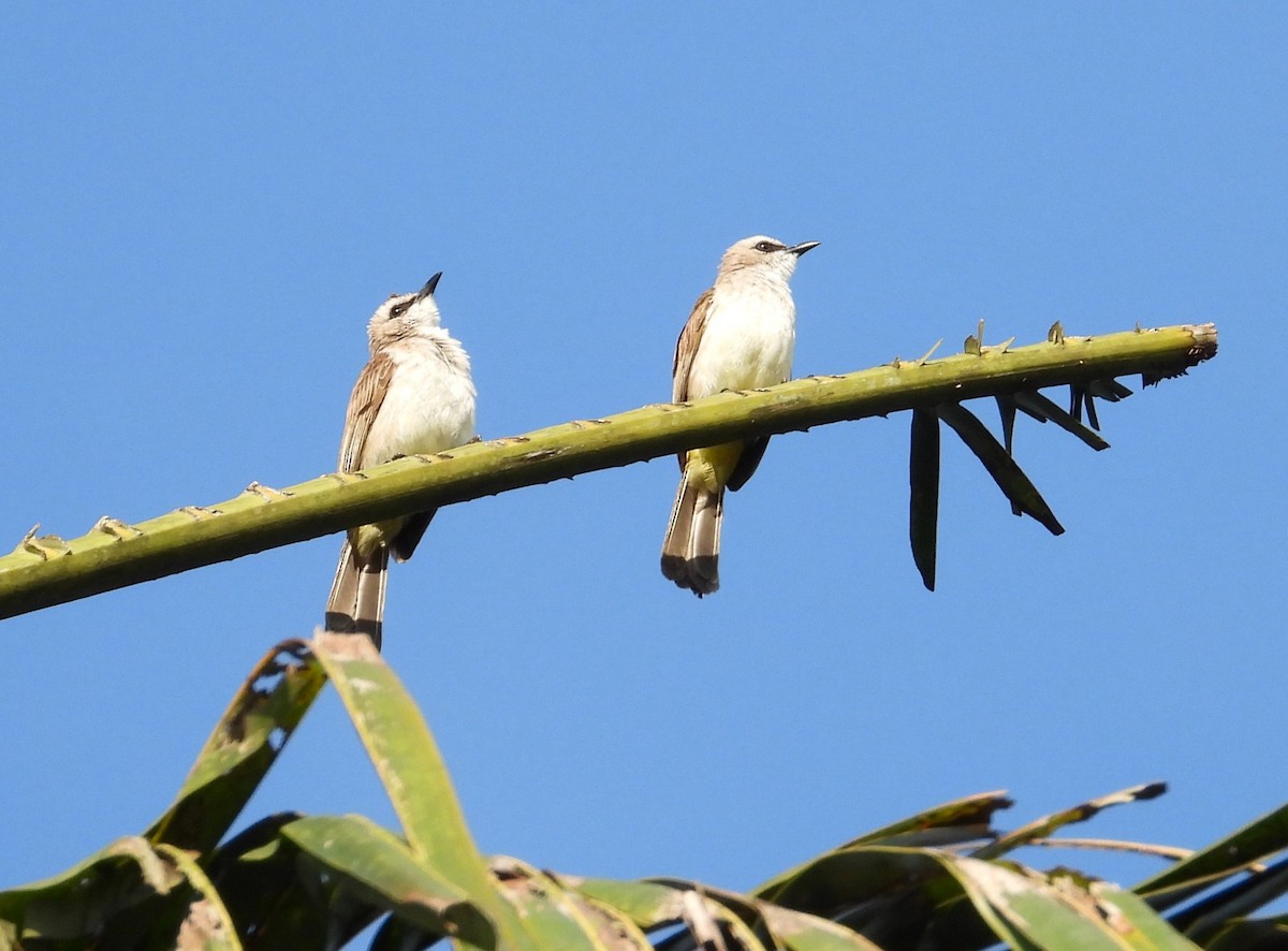 Yellow-vented Bulbul - ML642893527