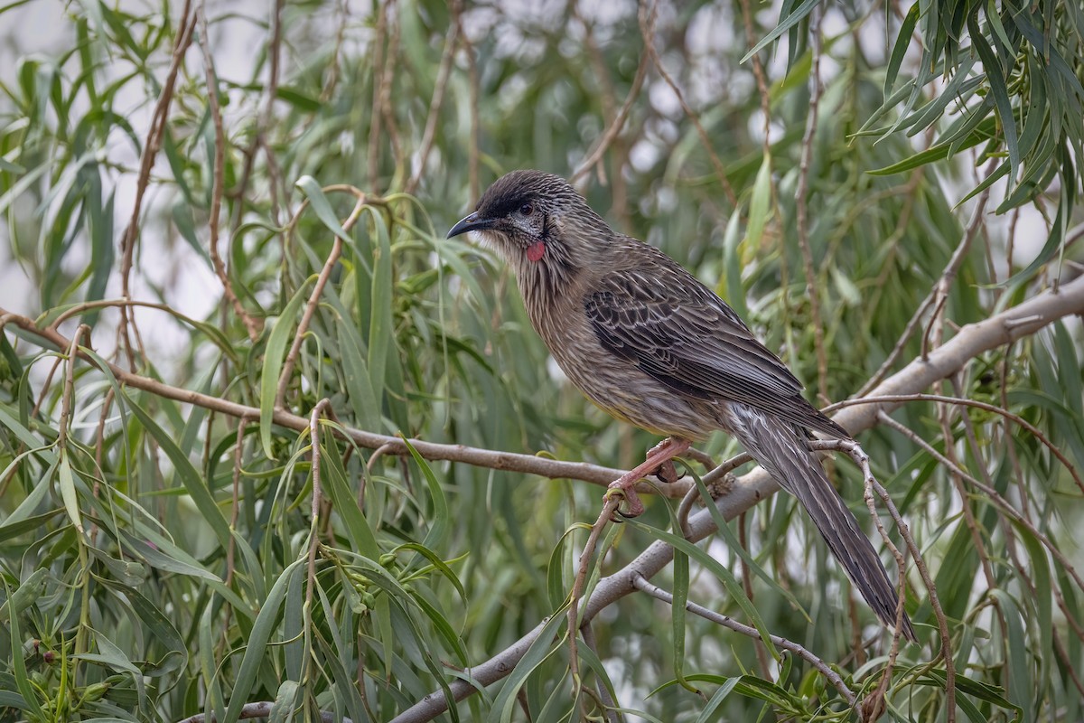 Red Wattlebird - ML642893536